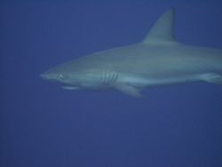 I got pretty close to this reef shark! I shot it with a C... by Sheryl Checkman 
